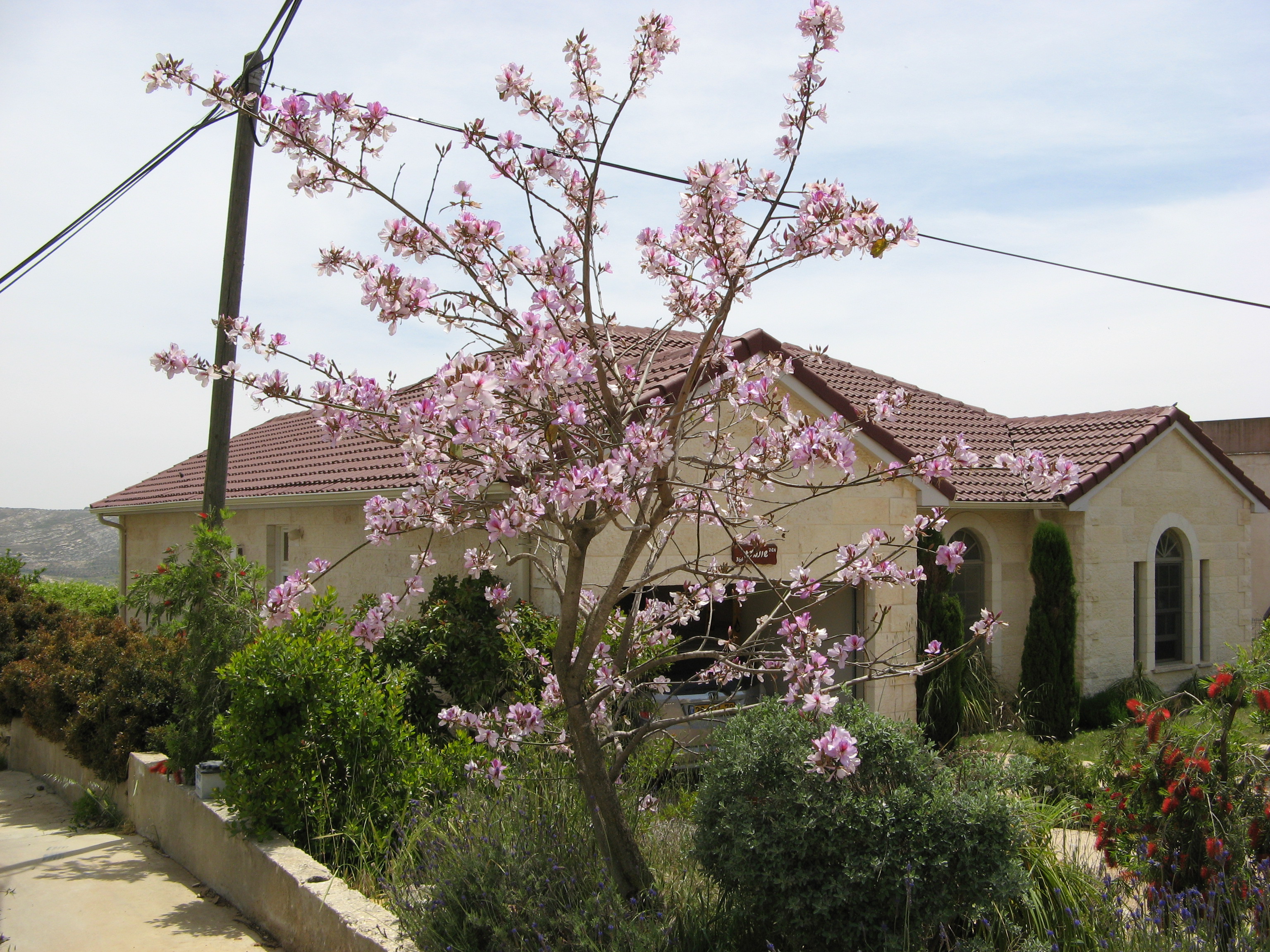 bauhina with bottlebrush