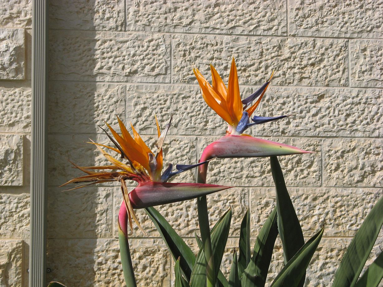 bird of paradise