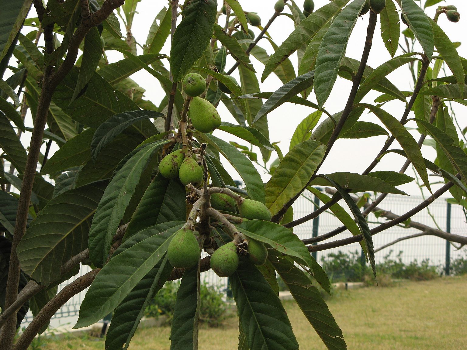 loquats