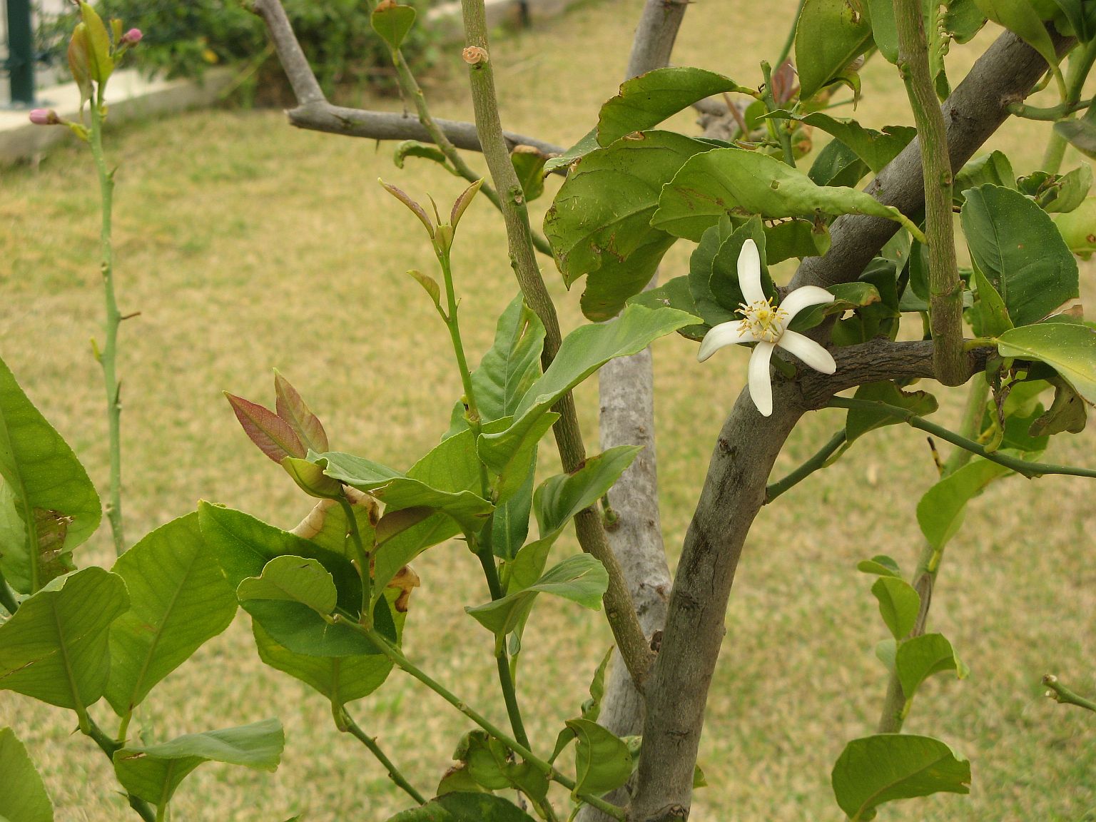 orange blossom