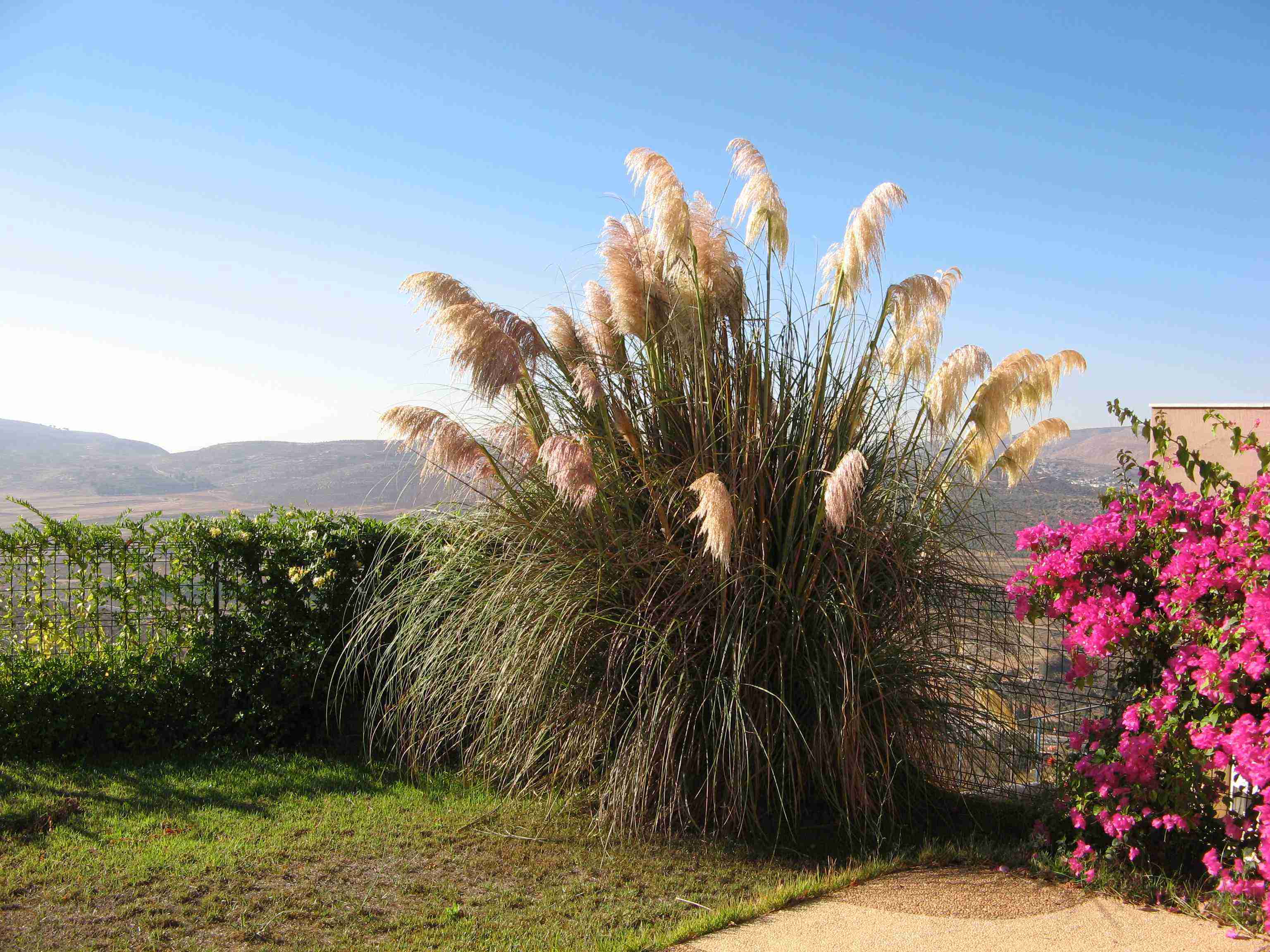 pampas grass