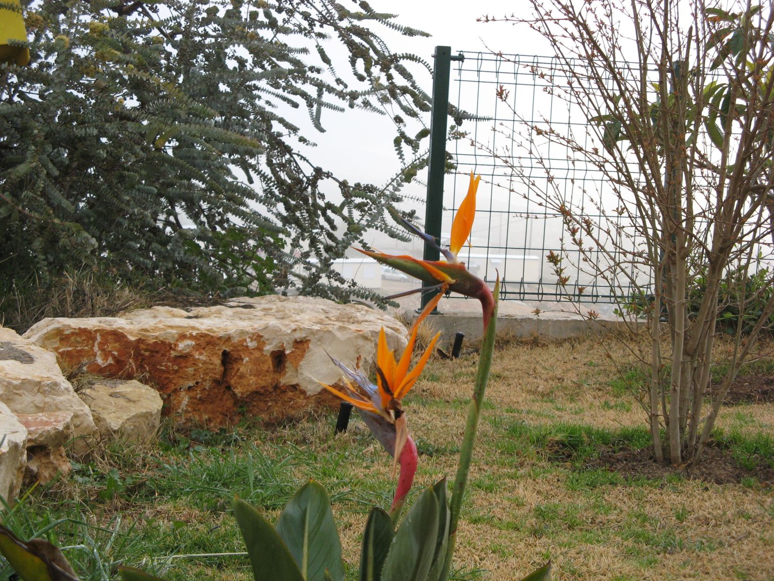 bird of paradise rear