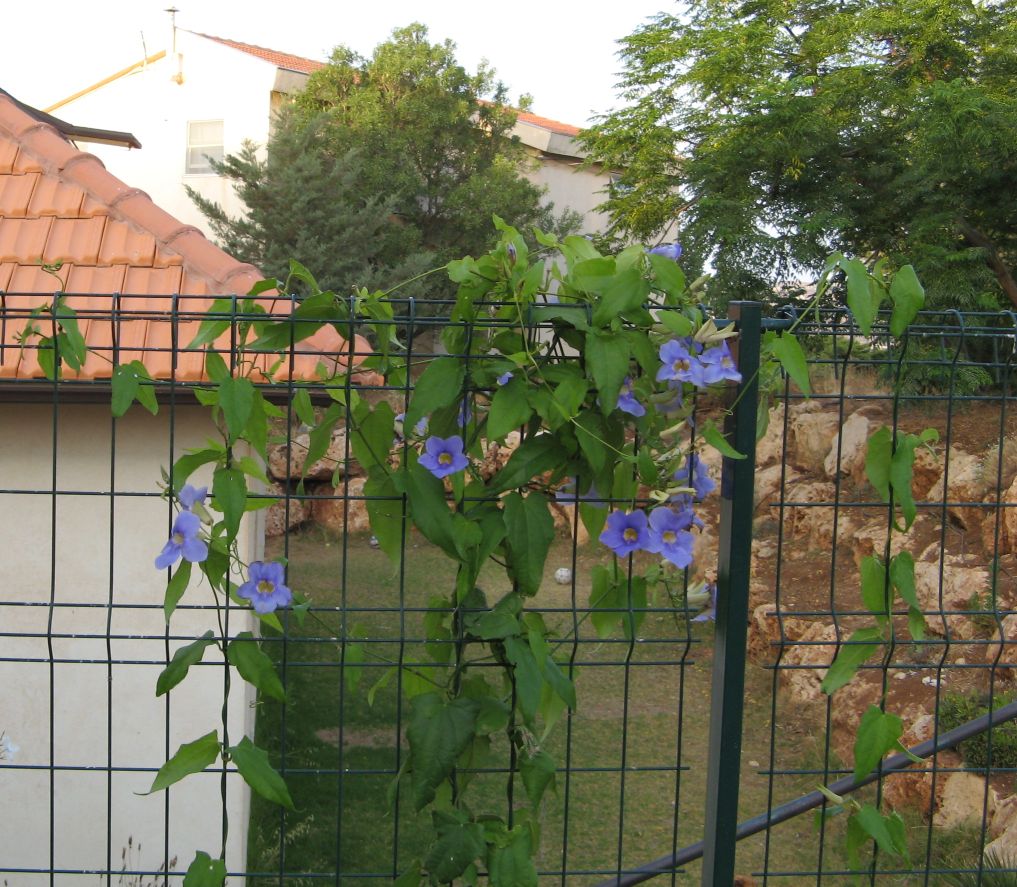 Blue thunbergia